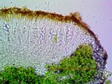 Caloplaca stanfordensis image