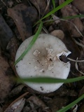Amanita brunnescens image