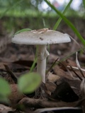 Amanita brunnescens image