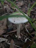 Amanita brunnescens image