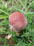 Boletus patrioticus image