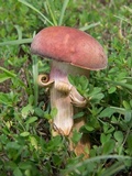 Boletus patrioticus image