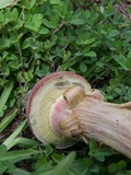 Boletus patrioticus image