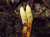 Ophiocordyceps melolonthae image