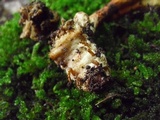 Ophiocordyceps melolonthae image