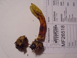 Ophiocordyceps melolonthae image