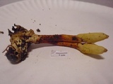Ophiocordyceps melolonthae image