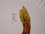Ophiocordyceps melolonthae image