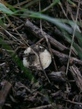 Russula farinipes image