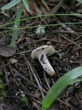 Russula farinipes image