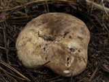 Gastropila fumosa image