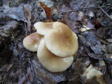 Gymnopus confluens image