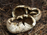 Gastropila fumosa image