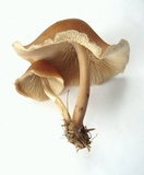 Gymnopus luxurians image
