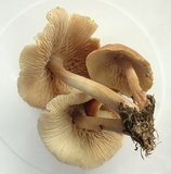 Gymnopus luxurians image