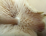 Gymnopus luxurians image