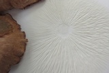 Gymnopus luxurians image