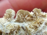 Irpex lacteus image