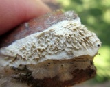 Irpex lacteus image