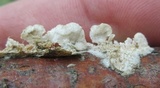 Irpex lacteus image