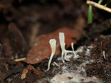 Clavicorona taxophila image