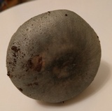 Russula virescens image
