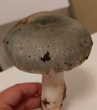 Russula virescens image