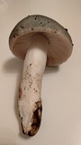 Russula virescens image