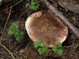 Hygrophorus purpurascens image