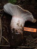 Hygrophorus purpurascens image