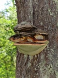 Fomitopsis mounceae image