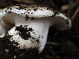 Hygrophorus subalpinus image