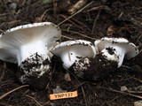 Hygrophorus subalpinus image