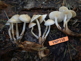 Mycena overholtsii image