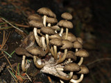 Mycena overholtsii image