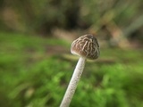 Pluteus thomsonii image