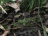 Pluteus thomsonii image