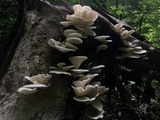 Pleurotus pulmonarius image