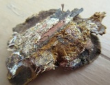 Phellinus gilvus image