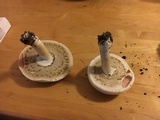 Agaricus placomyces image