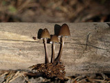 Mycena abramsii image