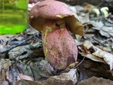Baorangia bicolor image