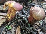 Baorangia bicolor image