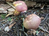 Baorangia bicolor image