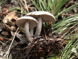 Clitocybe glacialis image