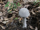 Amanita tephrea image