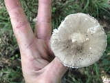 Amanita onusta image