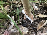 Amanita daucipes image