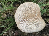 Amanita daucipes image
