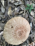 Amanita daucipes image